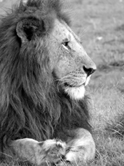 Lion in the Mara