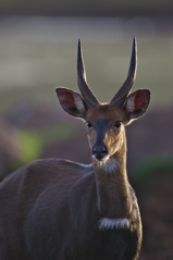 Bushbuck